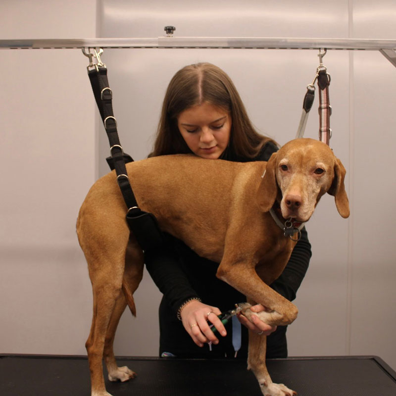 Dog Groomers Norwich