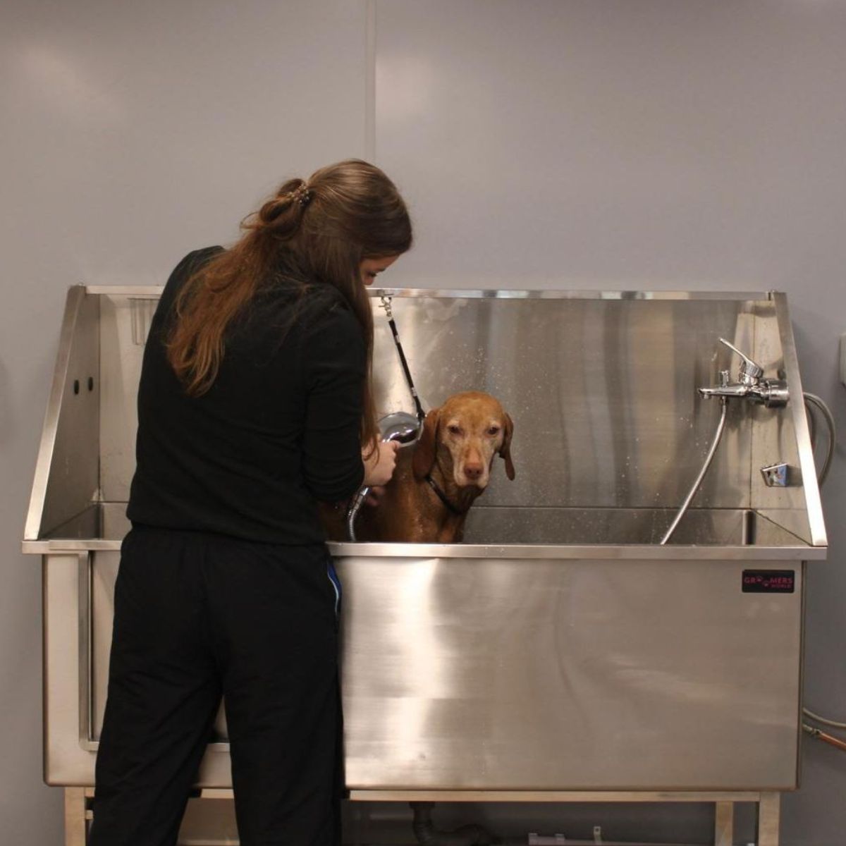 Clip and Dip Norwich Dog Grooming
