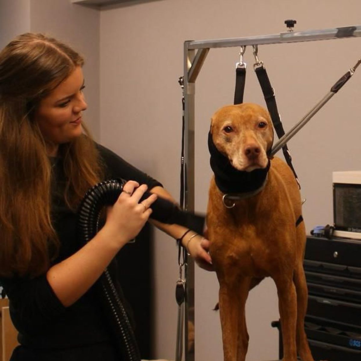 dog groomers Norwich Clip and Dip Sophie